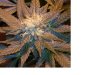 white widow lower flower1.JPG