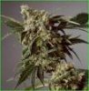 g13.jpg