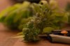 blue widow-.jpg