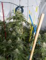 Lemon Berry thai pheno at 6 wks-1.jpg