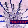 *Dutch*