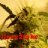 ilove2tokes