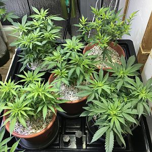 My current grow