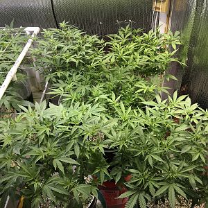 Grow july 2017