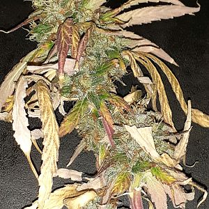 Untrimmed Bud