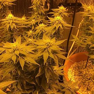 Mrgreenjeans, Cannabis Grow - YouTube