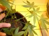 new cuttings.JPG