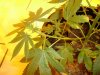 new cuttings 3.JPG
