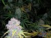 dumb purp8.JPG