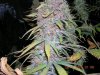 dumbpurp3.JPG