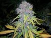 dumb purp7.JPG