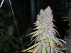 dumbpurp4.JPG