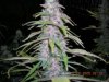 dumbpurp5.JPG