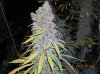 dumb purp 2.JPG