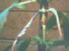 plant in 11week of vegg 054.jpg