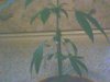 plant in 11week of vegg 056.jpg