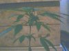 plant in 11week of vegg 057.jpg