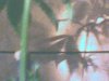 plant in 11week of vegg 058.jpg