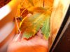 DSC01987.jpg
