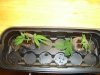 cuttings.JPG