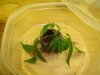 cuttings2.JPG