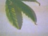 yellow fan leaf 002.jpg