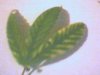 yellow fan leaf 001.jpg