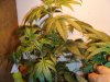 DSC00738.JPG