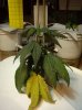 grow 011.jpg