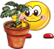 pot 2.gif