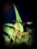 Bud.jpg