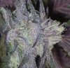 purp1.jpg