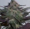 purp2.jpg