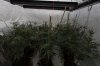 gsc cheese dab 2 weeks in -.jpg