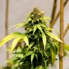 Girls Scout Cookie #4 @ 9 1-2 wks-.jpg