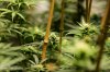 Girls Scout Cookie #4 @ 21 days in -.jpg