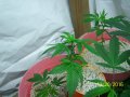 cdsd112016.jpg