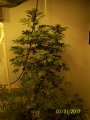 sourd013117.jpg
