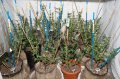 feb run 2 days after two week defoliation-1.jpg