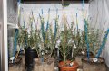 feb run 2 days after two week defoliation-1-2.jpg