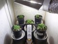 New Grow 03 14 18 010.jpg