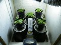 New Grow 03 23 18 014.jpg