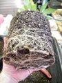 New Grow 03 29 18 007.jpg