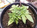 New Grow 03 29 18 011.jpg