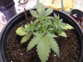 New Grow 03 29 18 014.jpg