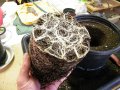 New Grow 03 29 18 015.jpg