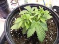 New Grow 03 29 18 018.jpg