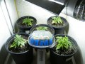 New Grow 03 29 18 022.jpg