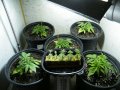 New Grow 03 29 18 023.jpg