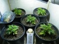 New Grow 03 29 18 025.jpg